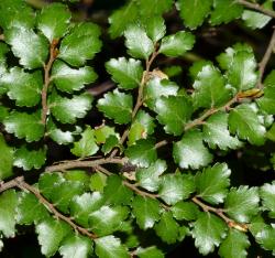 Lophozonia menziesii: leafy branch (leaves adaxial side).
 Image: P.B. Heenan © Landcare Research 2014 CC BY 3.0 NZ